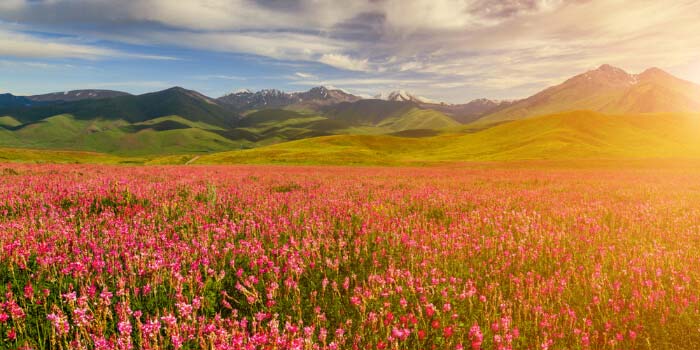 Valley Of Flowers Trek