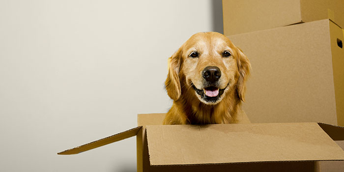 An Effective Guide for a Hassle-free Pet Relocation!!