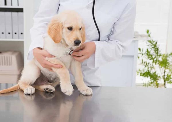 visit to your Vet Doctor