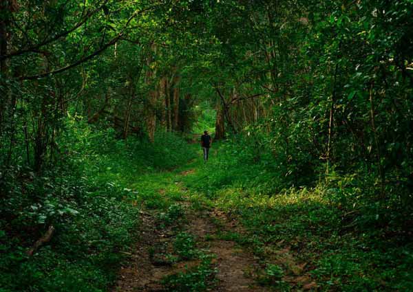 Anamalai Trail