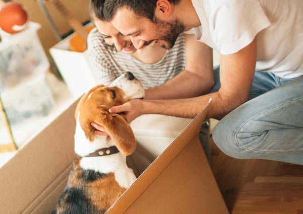 Hire a pet relocation company