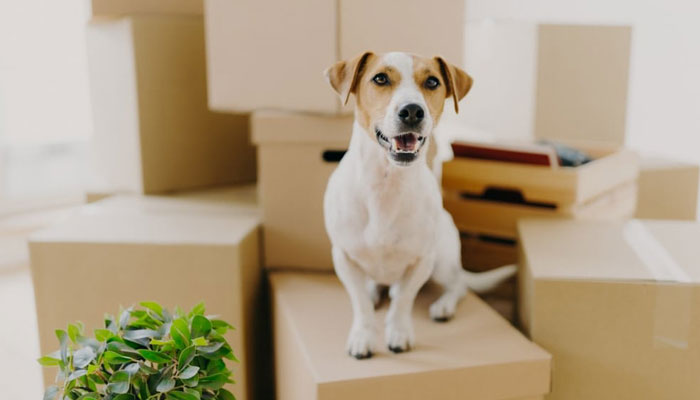 How to Relocate Pets? A Useful Guide for Safe and Comfortable Pet Moving!