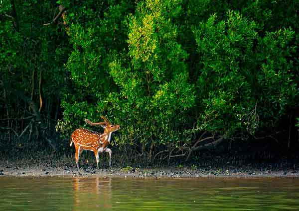 Sundarbans