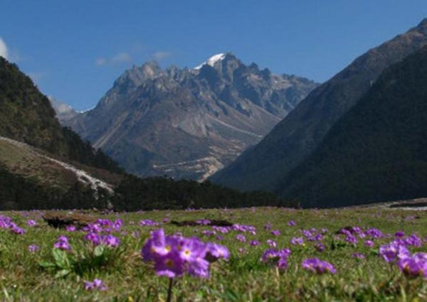 Yumthang Valley