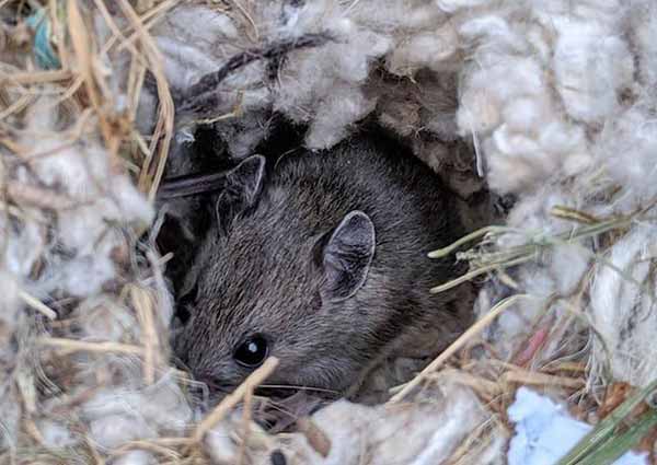 Nests