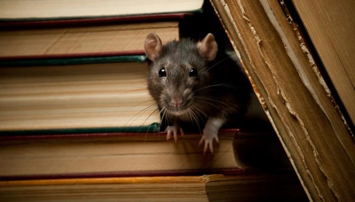 Signs To Look Out For Mice Infestation in Homes