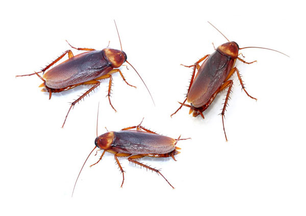 Cockroaches