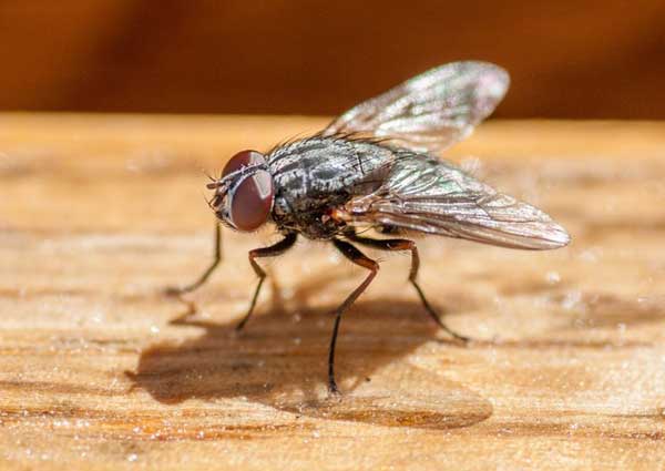 Flies