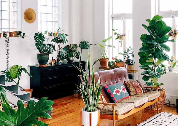 Have greenery in your home