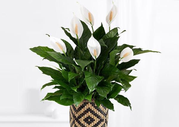 Peace Lily