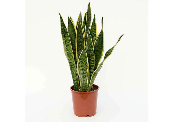 Snake Plant