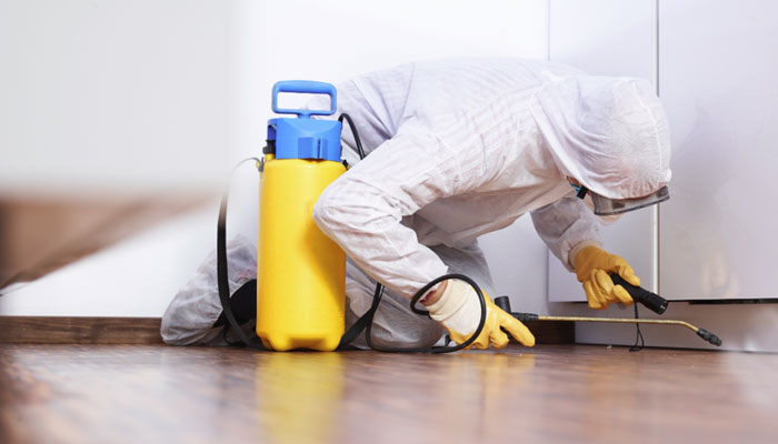 When Is the Right Time to Hire Pest Control Services – Pest Infestation Signs