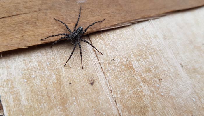 5 Easy Ways to Get Rid of Spiders at Home Quickly