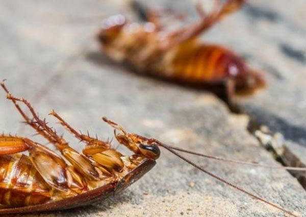 Useful Steps to Eliminate Cockroaches