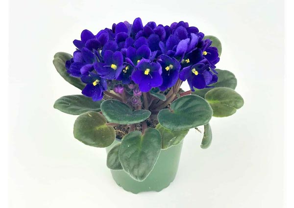 African Violet