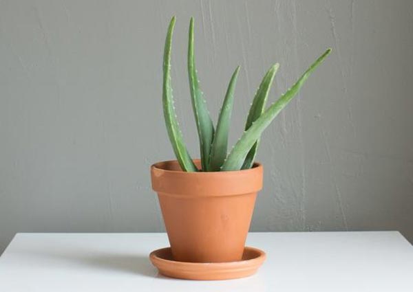 Aloe Vera