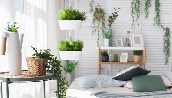 Attractive Indoor House Plants to Beautify Your Living Room