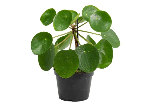 Chinese Money Plant