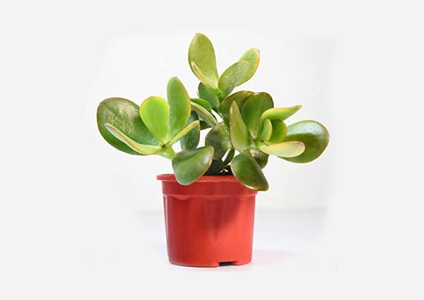 Jade Plant