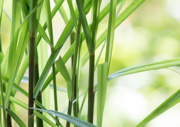 Mosquito repellent plants