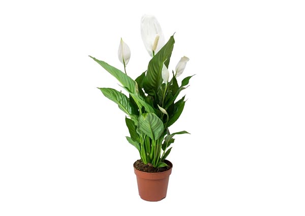 Peace lily