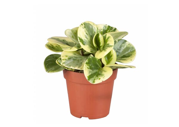 Peperomia Plant