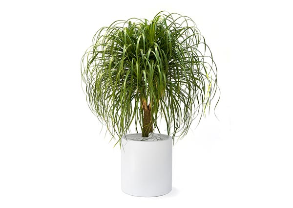 Ponytail Palm