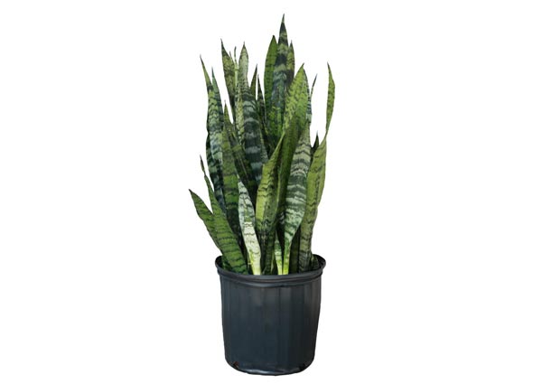 Snake Plant