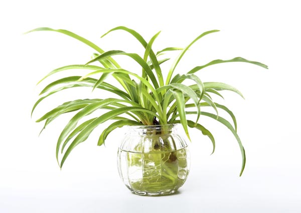 Spider Plant