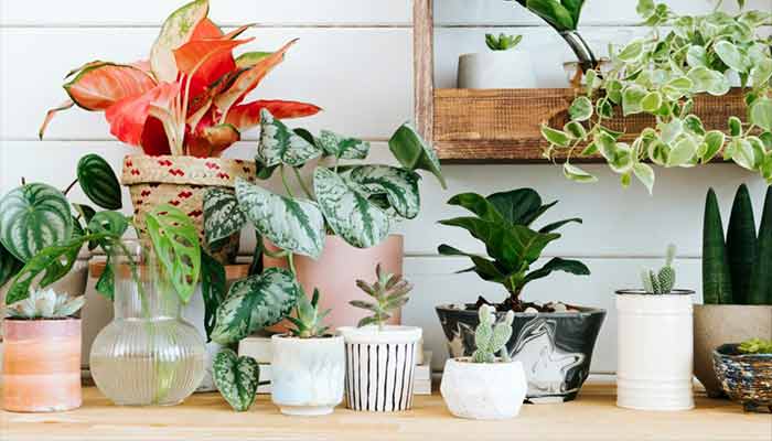 10 Best Vastu Plants for Home to Bring Positivity!