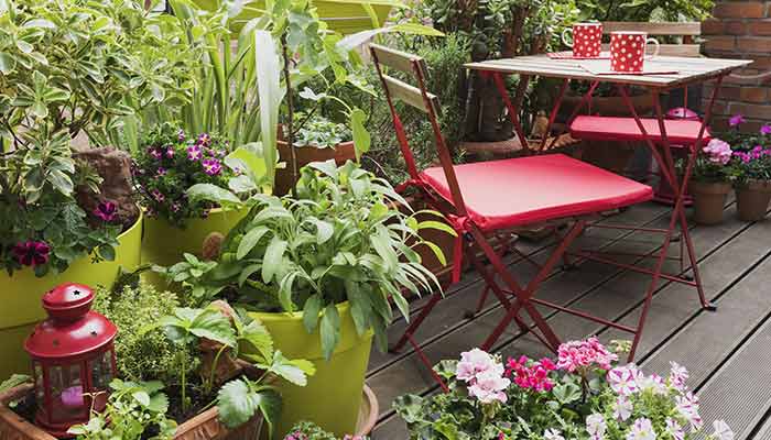 Beautiful Non Green Plants to Adorn Your Garden