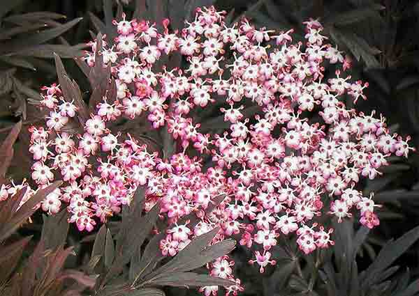 Black Lace Elder