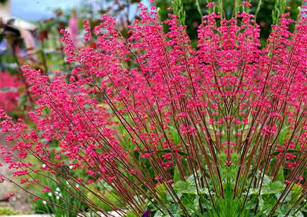 Coral Bells