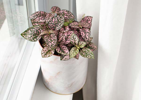 Polka Dot Plant