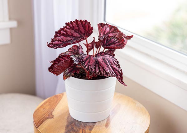 Rex Begonia