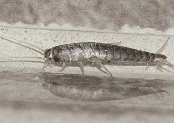 Silverfish