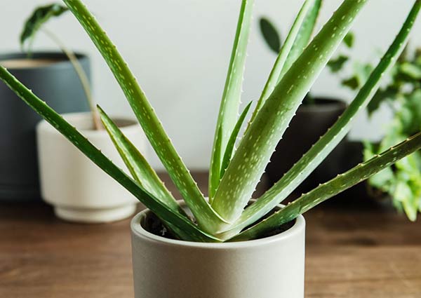 aloe vera