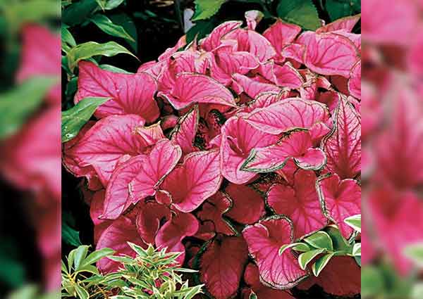 caladiums