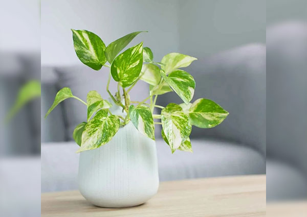 golden pothos