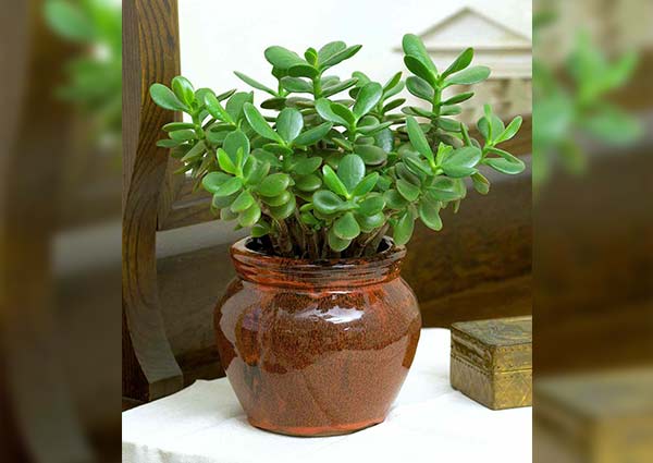 jade plant