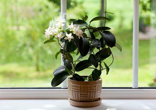 jasmine plant