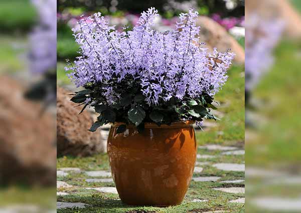 lavender plant