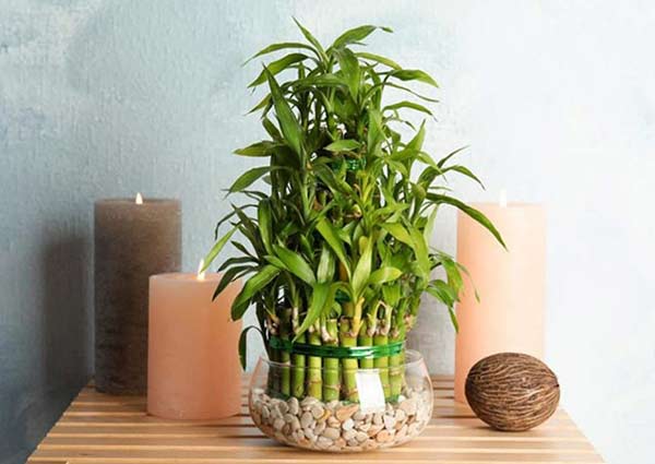 lucky bamboo plant