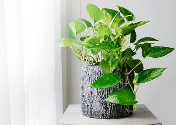 money plant