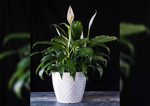 peace lily