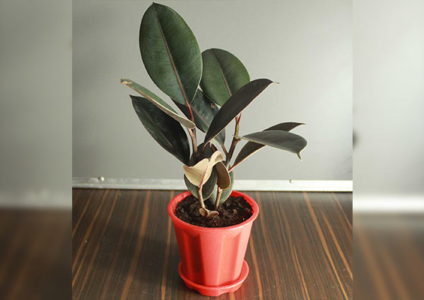 rubber plant