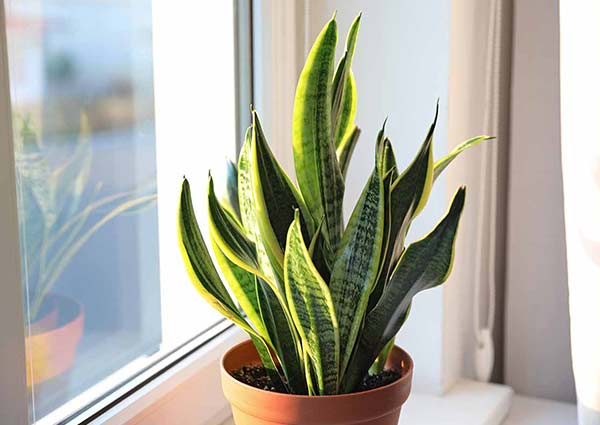 snake plant