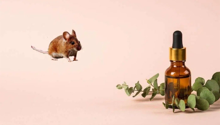 which smells will help keep mice away