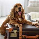 12 Pet Friendly Hotels in India to Pamper Your Furry Buddy!