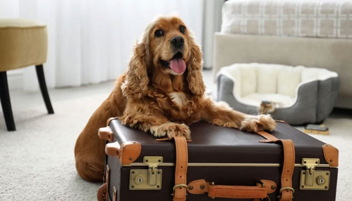 12 Pet Friendly Hotels in India to Pamper Your Furry Buddy!